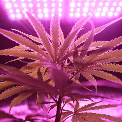 Understanding Weed Ratings in the UK