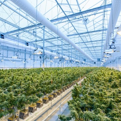 Comparing Weed Ratings: Evaluating Different Strains for Medical Cannabis Relief in the UK