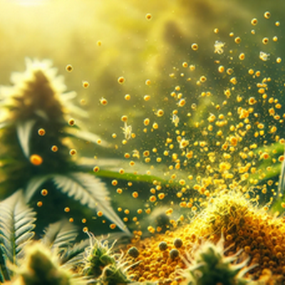 Exploring Pollen Weed: Insights into Cannabis Pollen and Effective Storage Methods